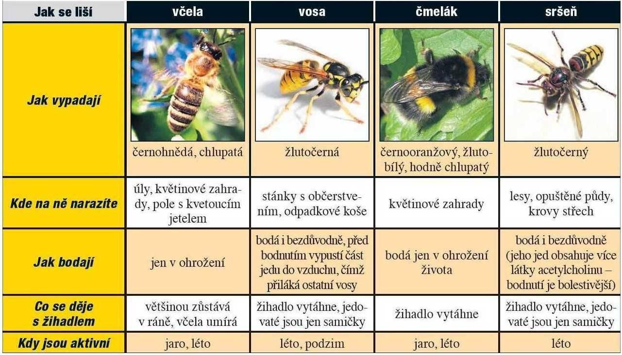 Včela, vosa, čmelák, sršeň