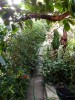 Zahrada a skleníky