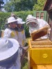 Medobraní Včelaříků z DUHY
